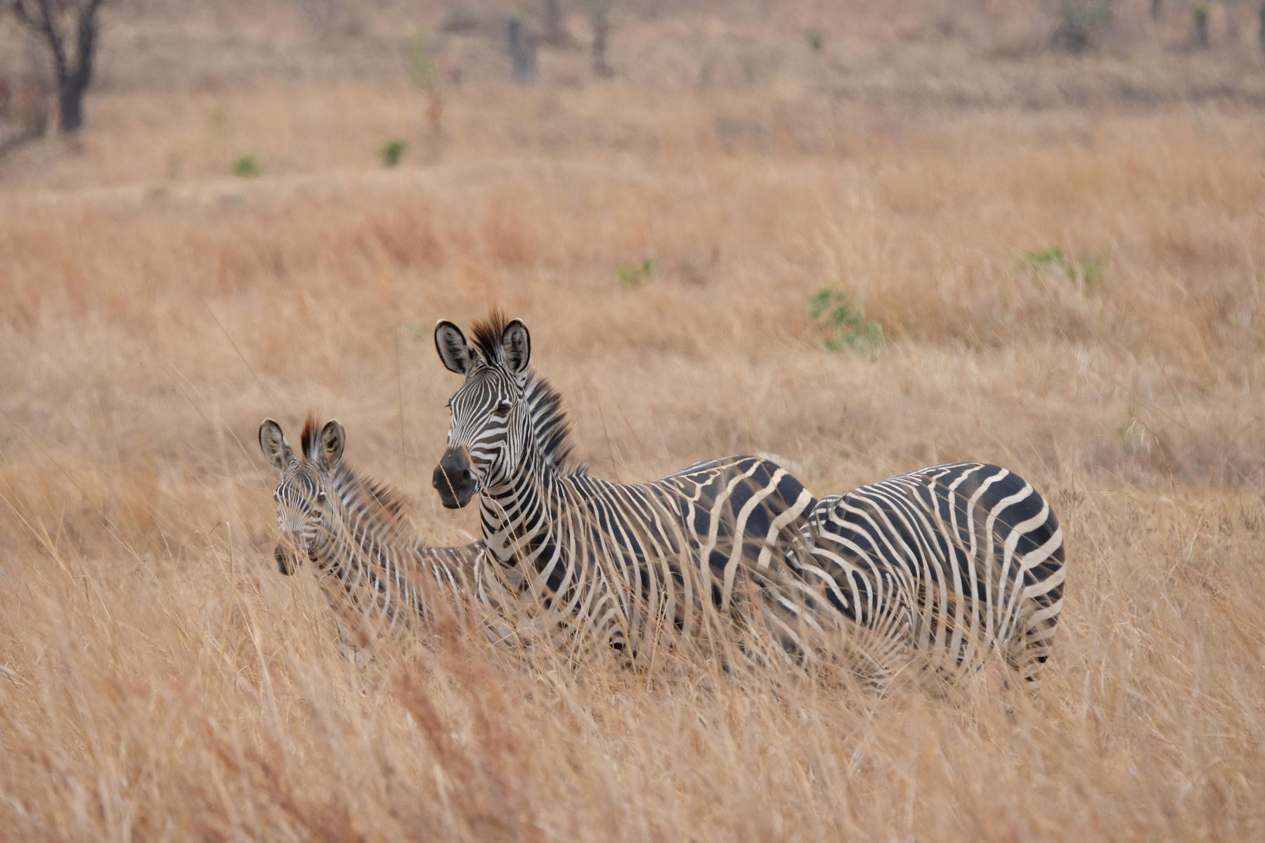 Zebras Mikumi National Park Tanzania